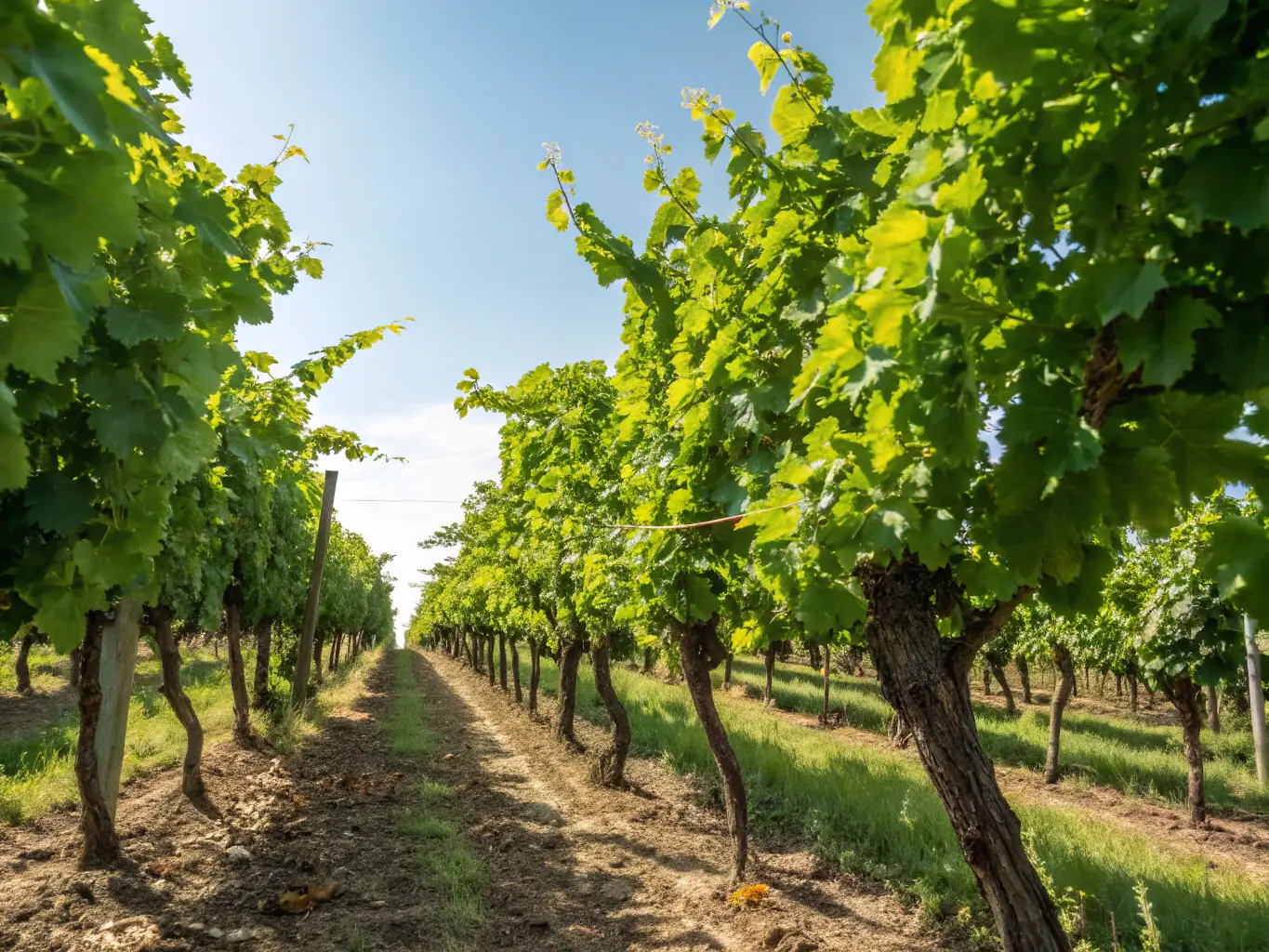 A picturesque vineyard in the Maipo Valley, Chile, with rows of grapevines stretching towards the Andes Mountains under a clear blue sky.