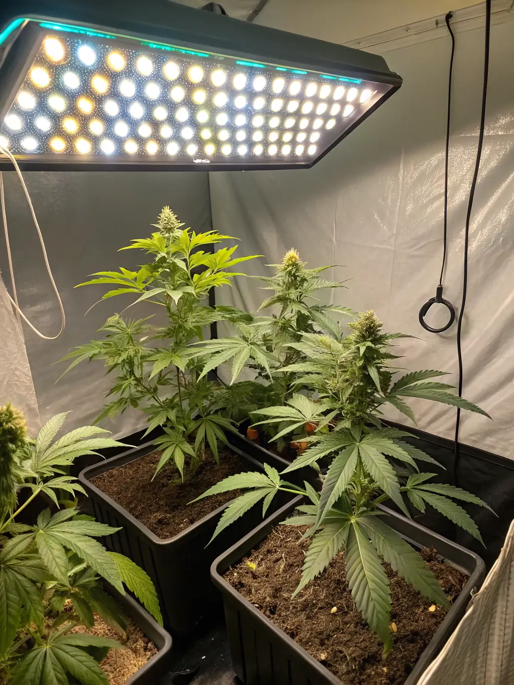 A progression of cannabis plants at Mojave Dream Farm, from seedlings to mature plants, symbolizing the growth and development opportunities available to employees.