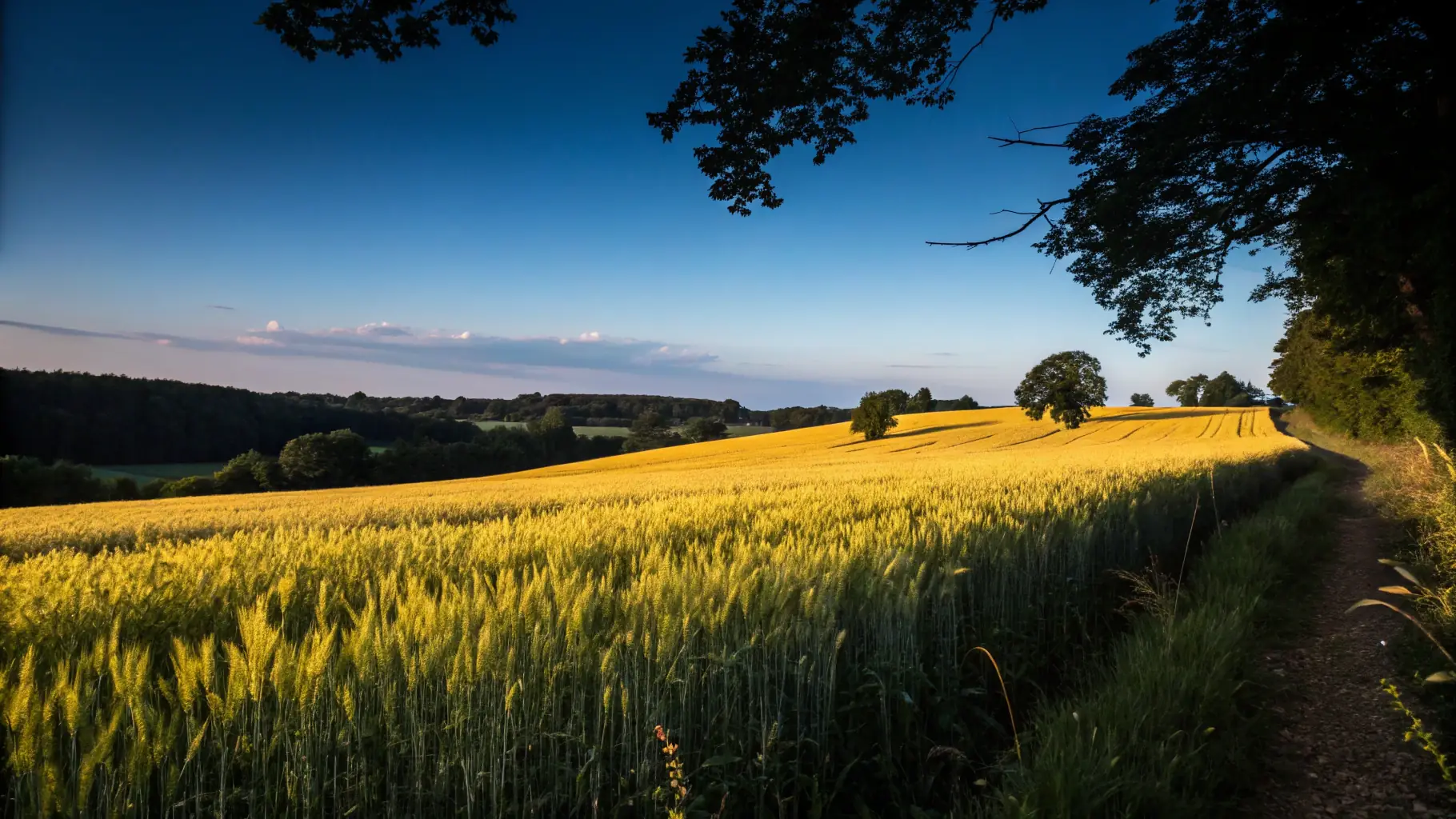 A lush green field with healthy crops, showcasing the effectiveness of Sea-Crop®.