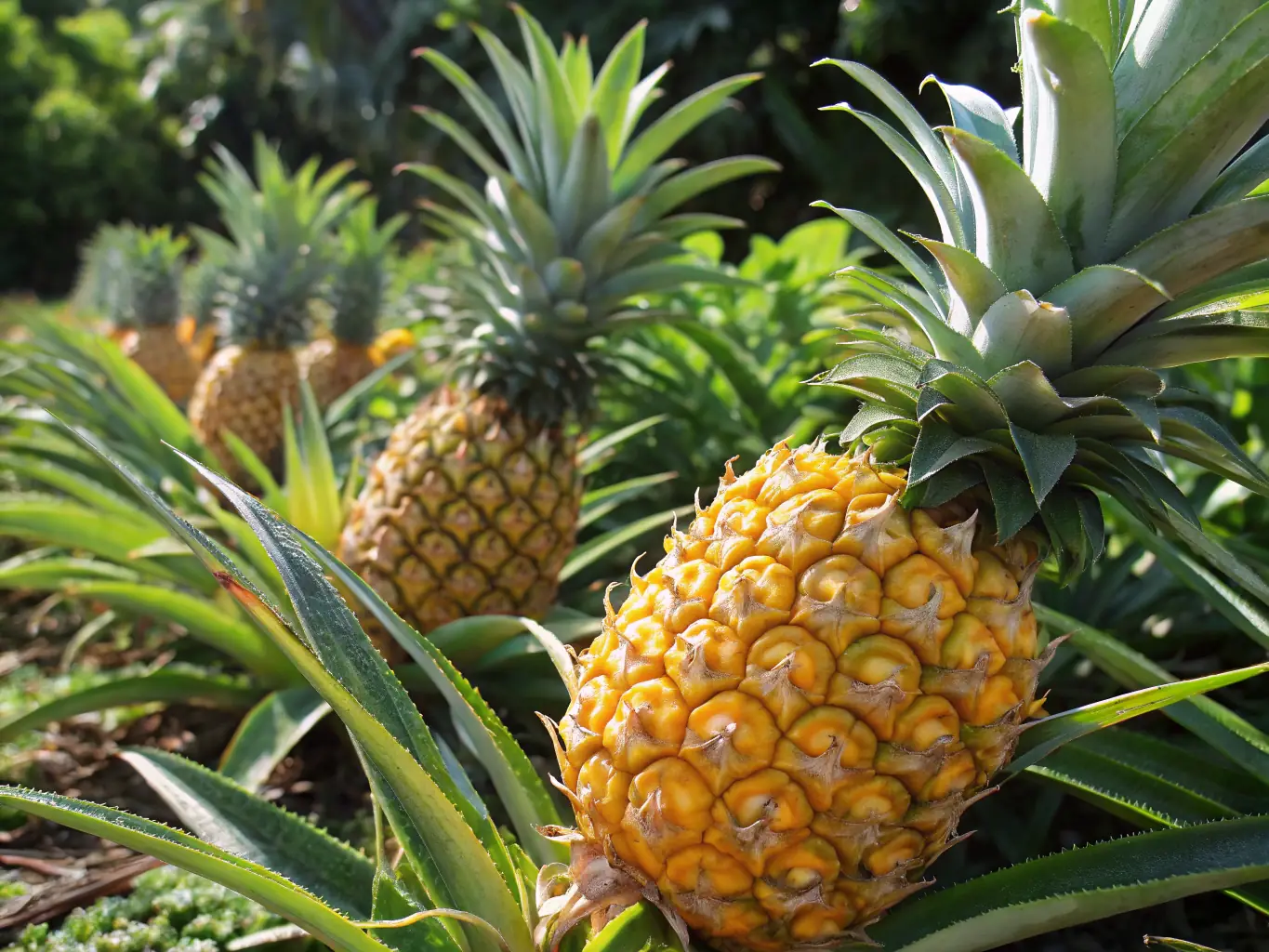 A field of ripe pineapples ready for harvest, with farmers working in the background.